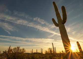 Saguaro Cactus Landscape Sunset, Arizona