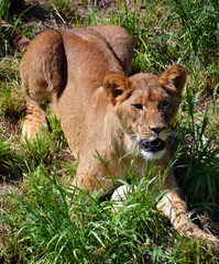 Lion is one of the four big cats in the genus Panthera, and a member of the family Felidae. With...