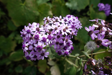 Papierartige Cinerarie (Pericallis papyracea)