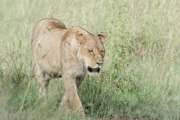 Lion in Ngorongoro