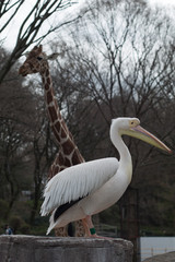 A pelican and a giraffe
