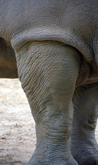 Leg of white rhinoceros or square-lipped rhinoceros is the largest extant species of rhinoceros.  It has a wide mouth used for grazing and is the most social of all rhino species © Daniel Meunier