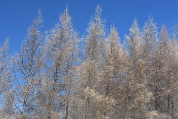 Fototapeta premium Paysages au lendemain d'une tempête de verglas, Québec, Canada, région de Lanaudière