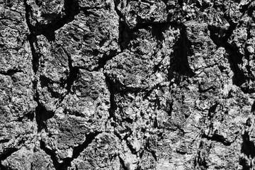 Monochrome grunge tree texture