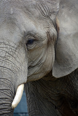 African elephants are elephants of the genus Loxodonta. The genus consists of two extant species:...