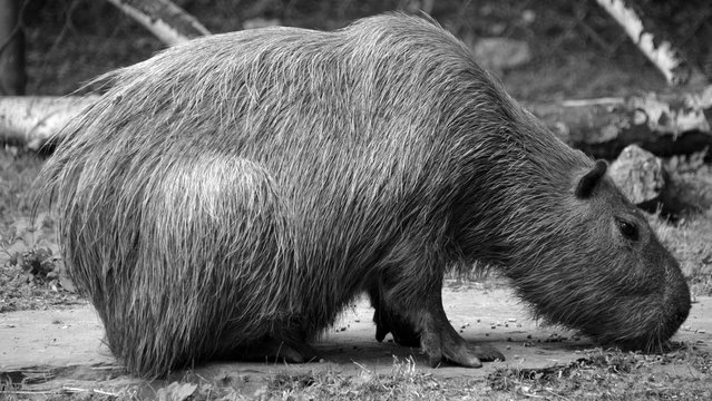 The capybara is the largest rodent in the world. Also called chiguire, it is a member of the genus Hydrochoerus, of which the only other extant member is the lesser capybara. 