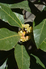 Laurier sauce en fleurs