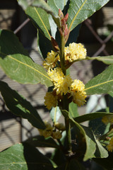 Laurier sauce en fleurs