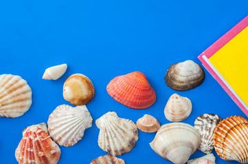 Books and seashells on a blue background