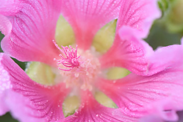 Fototapeta na wymiar Pink flower very close-up in full screen with yellow middle