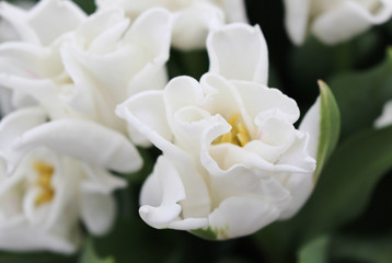 Flower bed of White Liberstar Tulip. White blossom. Spring in the Netherlands.