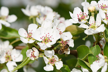 White pear tree flowers are pollinated by a bee