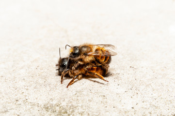 Bumblebees mating on a rock