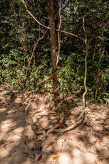 Naklejka na ściany i meble Trees and rocks of the Kulen Hills, Siem Reap, Cambodia