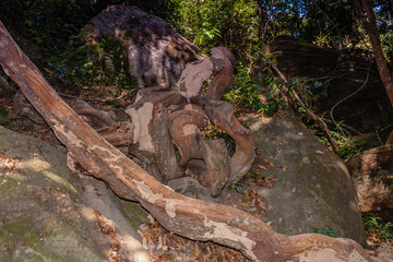 Fototapeta na wymiar Trees and rocks of the Kulen Hills, Siem Reap, Cambodia