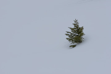 Solitary Tree in Winter