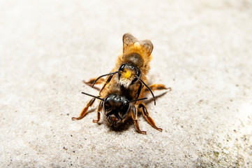 Bumblebees mating on a rock, frontal view