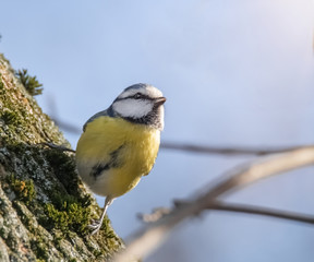 Blaumeise schaut in den Sonnenschein
