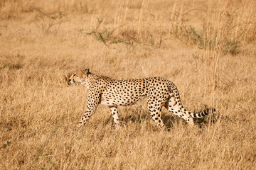 cheetah, (Acinonix jubatus)