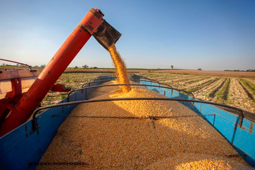corn harvest