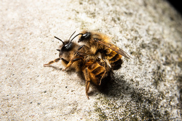 Bumblebees mating on a rock