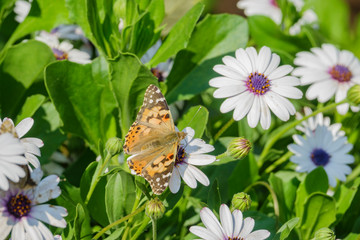 Painted lady eating in the white Osteospermum flower