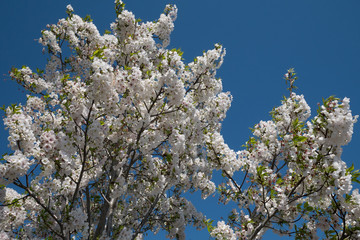 Cherry blossoms and the sky