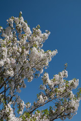 Cherry blossoms and the sky