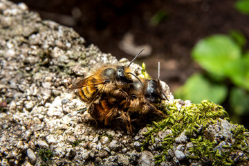 Bumblebees mating on a rock