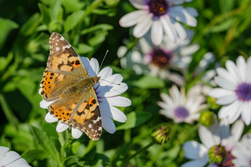 Painted lady eating in the white Osteospermum flower