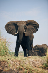 Group of big elephants, Loxodonta africana.