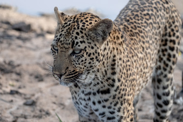 Female leopardess photographed in late afternoon at a waterhole in the Sabi Sands Safari Park, Kruger, South Africa.
