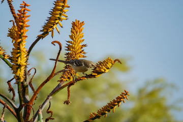 Northern Mockingbird eating in a bloom aloe