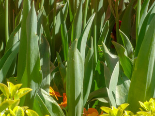 beautiful green nature-green leaf