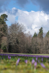 Obraz premium Makro im Frühling