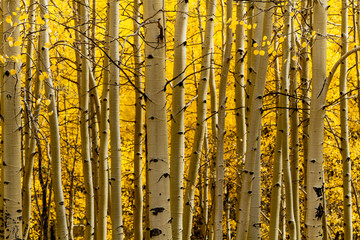 Autumn Color in San Juan and Rocky Mountains of Colorado