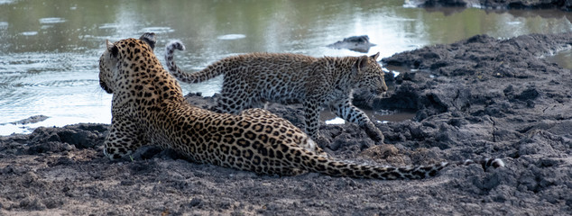 Fototapeta na wymiar Female leopard with her young cub at a water hole in the Sabi Sands Game Reserve, Kruger, Mpumalanga, South Africa.