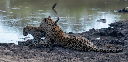 Female leopard with her young cub at a water hole in the Sabi Sands Game Reserve, Kruger, Mpumalanga, South Africa. © Lois GoBe