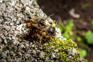 Naklejka na ściany i meble Bumblebees mating on a rock