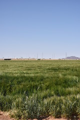 Arizona wheat field