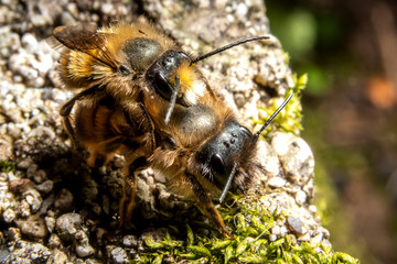 Bumblebees mating on a rock