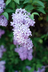 Florescence of Syringa vulgaris (common lilac) springtime. lilac blooming, Spring.