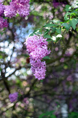 Florescence of Syringa vulgaris (common lilac) springtime. lilac blooming, Spring.