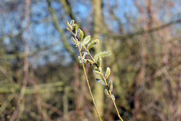 Pussy-willow branches with catkins. Springtime, Spring.