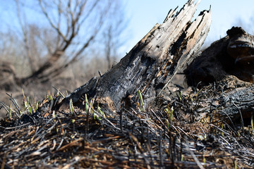 Tree trunk after meadow fire. Grass reborn after fire.