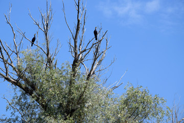 Great cormorants on dried up tree. Danube Delta, Romania.