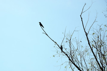 Silhouette of common kingfisher on a tree. Danube Delta, Romania.