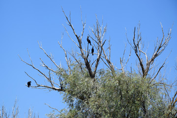 Great cormorants on dried up tree. Danube Delta, Romania.