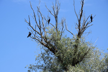 Great cormorants on dried up tree. Danube Delta, Romania.