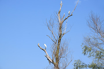 Little egret (Egretta garzetta) on a tree. Danube Delta, Romania.